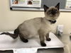 adoptable Cat in  named A523221