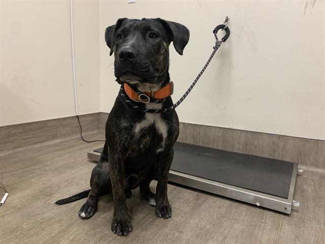 adoptable Dog in Pasadena, CA named A523229