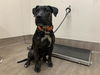 adoptable Dog in  named A523229