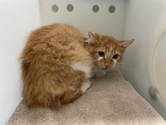 adoptable Cat in Pasadena, CA named CAYENNE