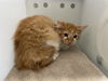 adoptable Cat in ,  named CAYENNE