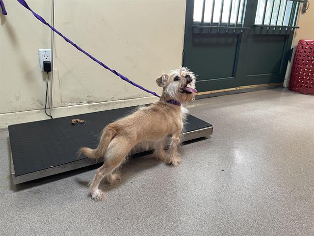 adoptable Dog in Pasadena, CA named MOCHA