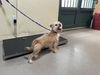 adoptable Dog in ,  named MOCHA