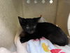 adoptable Cat in ,  named A523234