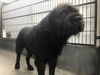 adoptable Dog in pasadena, CA named NEWTON