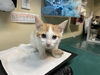 adoptable Cat in ,  named A523238