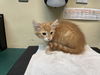 adoptable Cat in ,  named A523239