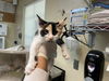 adoptable Cat in ,  named A523240