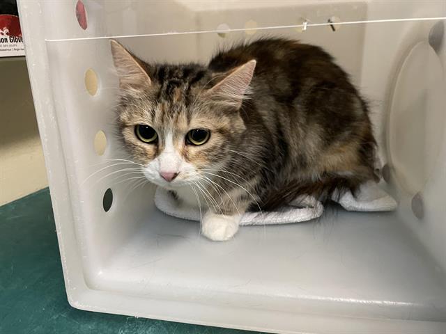 adoptable Cat in Pasadena, CA named A523241