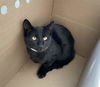 adoptable Cat in pasadena, CA named A523246