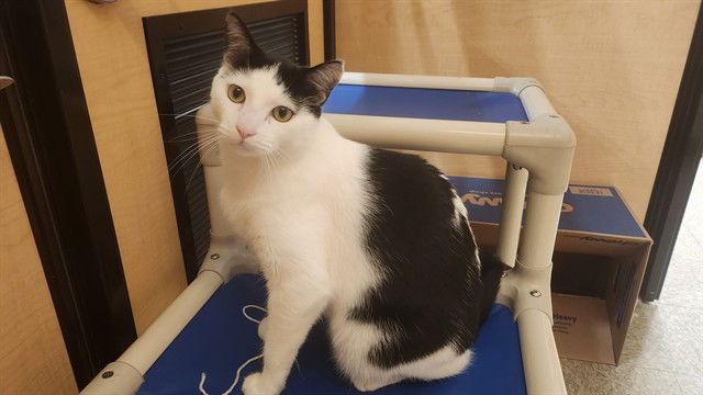 adoptable Cat in Pasadena, CA named FRANKY