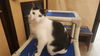 adoptable Cat in  named FRANKY