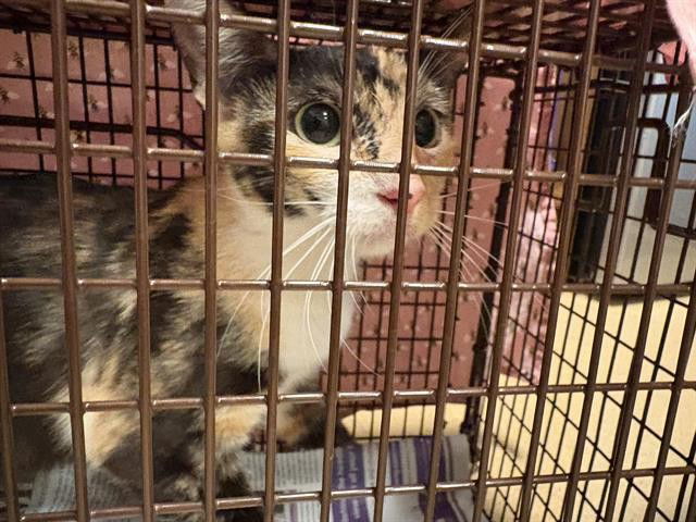 adoptable Cat in Pasadena, CA named A523250
