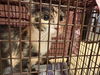 adoptable Cat in  named A523250
