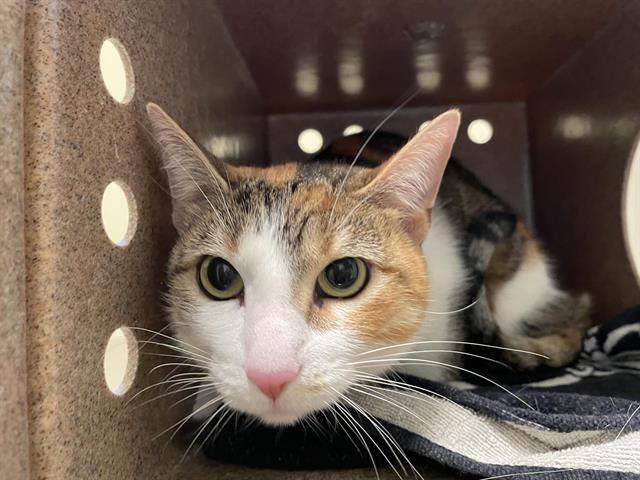 adoptable Cat in Pasadena, CA named PATCHES