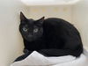 adoptable Cat in pasadena, CA named VINNY
