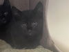 adoptable Cat in pasadena, CA named A523258