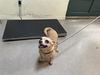 adoptable Dog in pasadena, CA named A523262