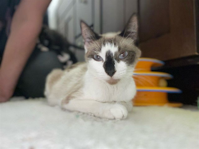 adoptable Cat in Pasadena, CA named ROSE