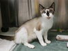 adoptable Cat in  named ROSE