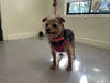 adoptable Dog in pasadena, CA named MIMI