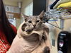 adoptable Cat in pasadena, CA named A523267