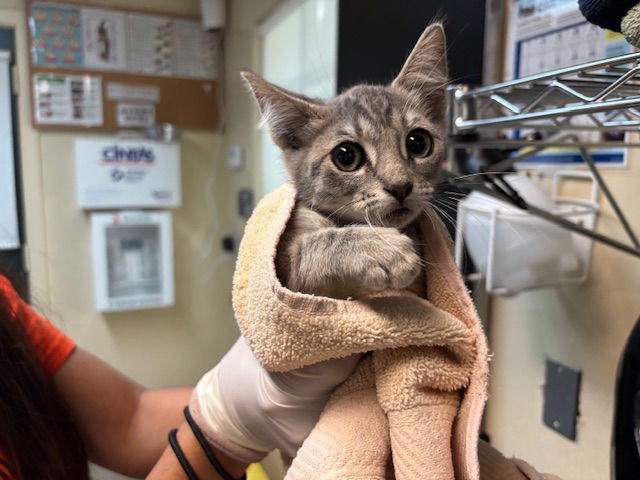 adoptable Cat in Pasadena, CA named A523268
