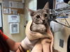 adoptable Cat in pasadena, CA named A523268