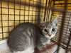 adoptable Cat in pasadena, CA named A523269