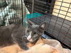 adoptable Cat in pasadena, CA named A523270