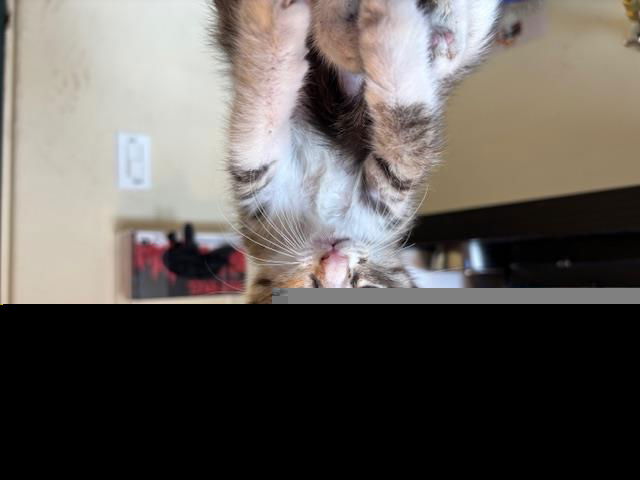 adoptable Cat in Pasadena, CA named A523272