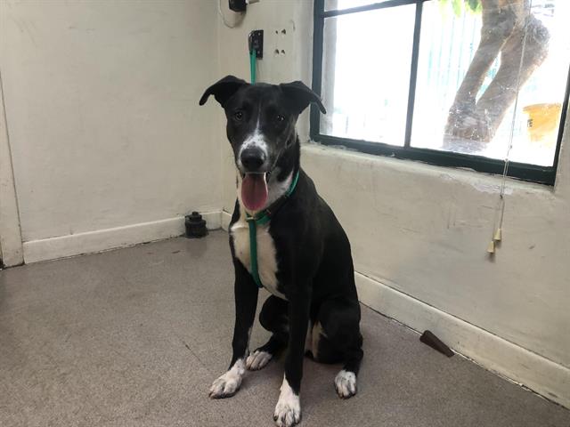 adoptable Dog in Pasadena, CA named STORMY
