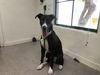 adoptable Dog in  named STORMY