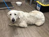adoptable Dog in  named A523276