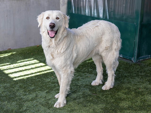 adoptable Dog in Pasadena, CA named A523276