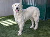 adoptable Dog in  named A523276