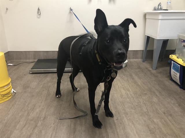 adoptable Dog in Pasadena, CA named TAZ