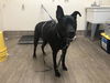 adoptable Dog in  named TAZ