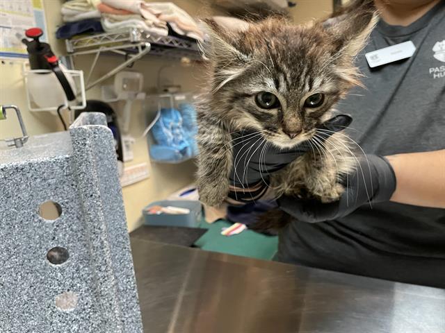 adoptable Cat in Pasadena, CA named A523280