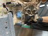 adoptable Cat in  named A523280