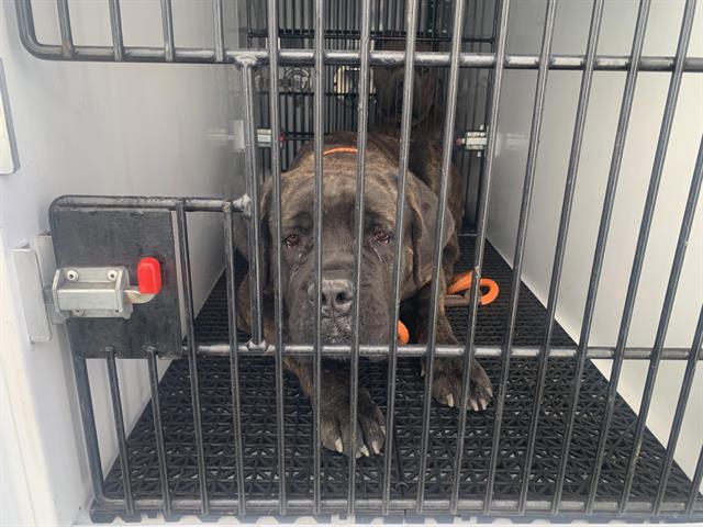 adoptable Dog in Pasadena, CA named WILLOW