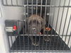 adoptable Dog in  named WILLOW
