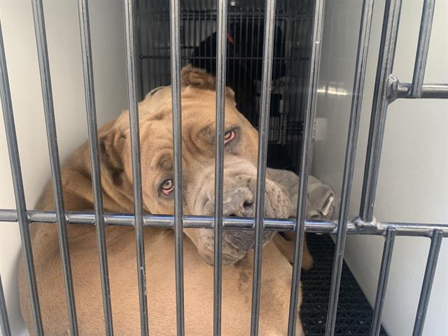 adoptable Dog in Pasadena, CA named SPICE