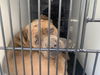 adoptable Dog in  named SPICE