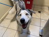 adoptable Dog in  named MEEPHA