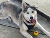 adoptable Dog in  named MEEPHA