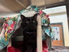 adoptable Cat in  named BOBA