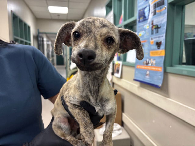 adoptable Dog in Pasadena, CA named A523288