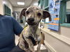 adoptable Dog in  named A523288