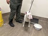 adoptable Dog in  named A523297